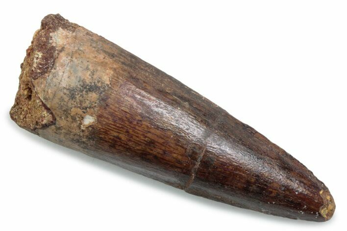 Fossil Spinosaurus Tooth - Real Dinosaur Tooth #381060